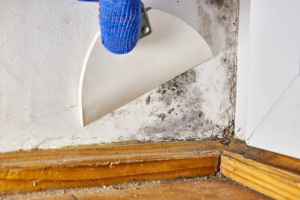 Professional Mold Removal in John Day, OR