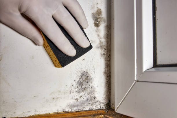 Best Post-Construction Mold Inspection  in John Day, OR